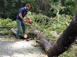 Best Root Management and Removal  in Phillipsburg, GA